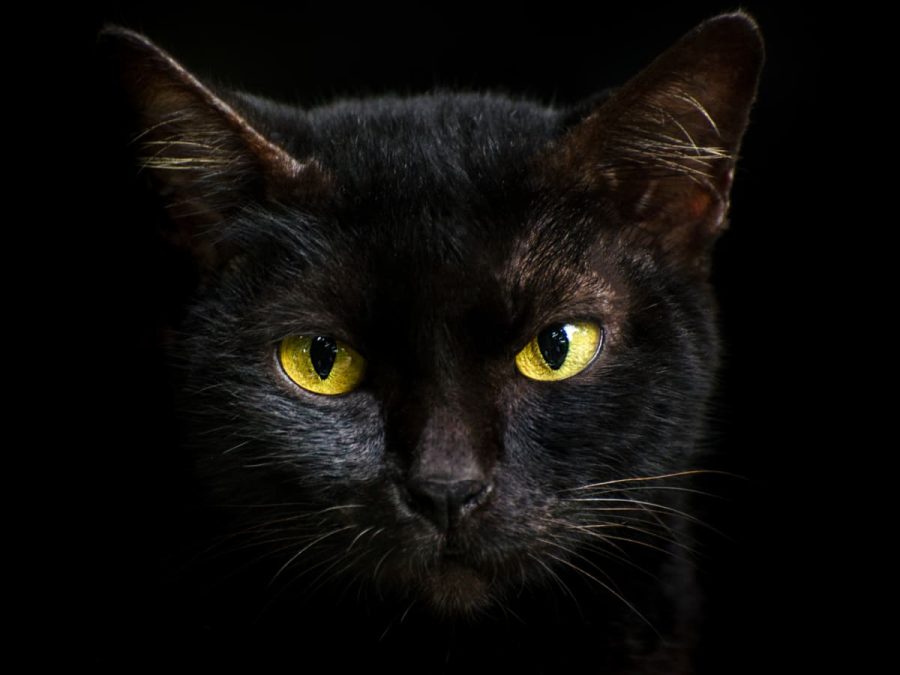 Black Cats: Lucky Or Not?