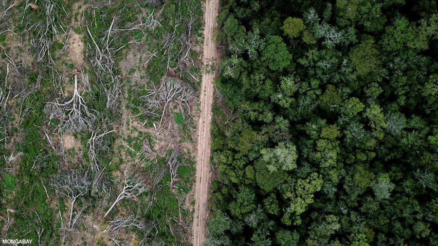 Amazon+Rainforest+Deforestation