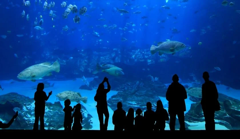 Are Zoos and Aquariums dangerous?