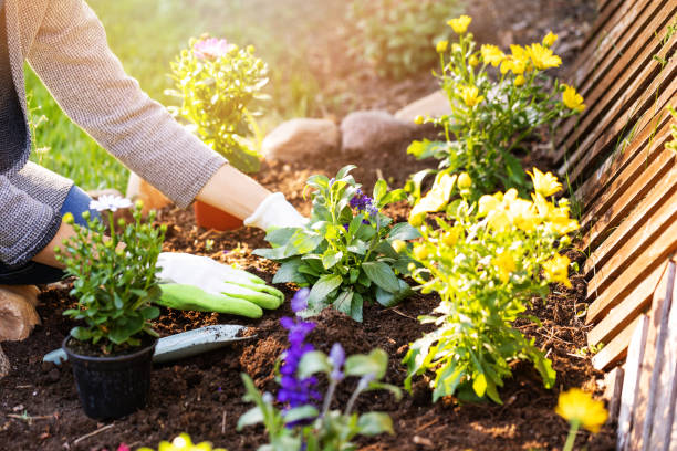 woman+planting+flowers+in+backyard+garden+flowerbed