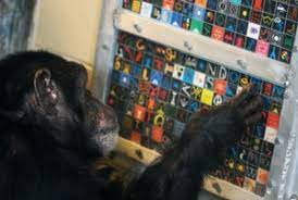 Panzee The Chimp